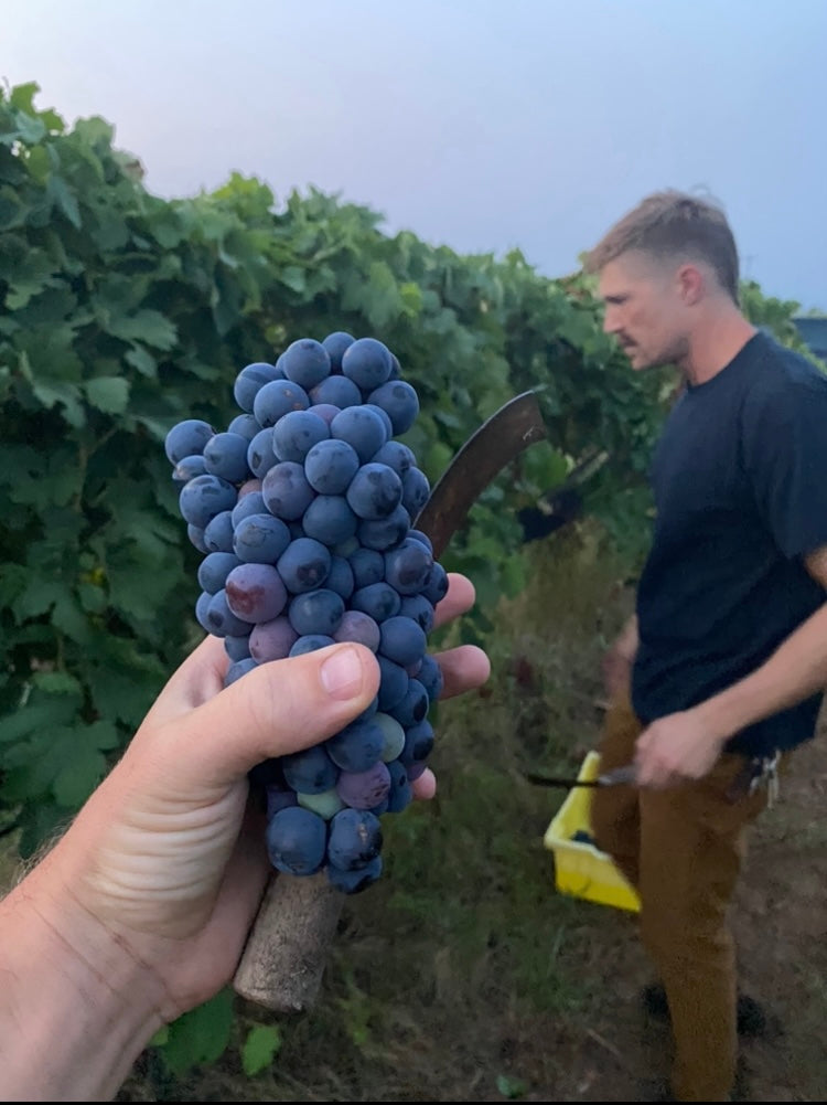 Robert Clay Vineyards